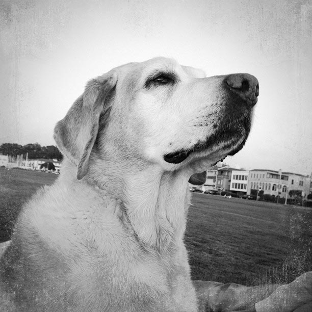 The Silverstein's Family Dog
